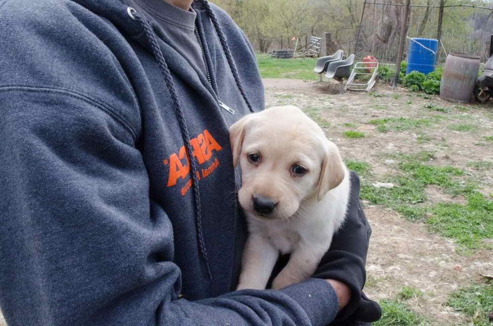 Labrador Puppies Rescue