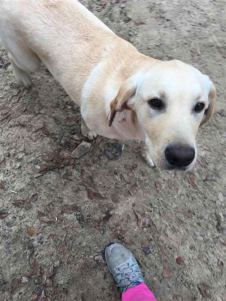 Labrador Puppies Tallahassee