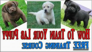 Labrador Puppies Training Tips