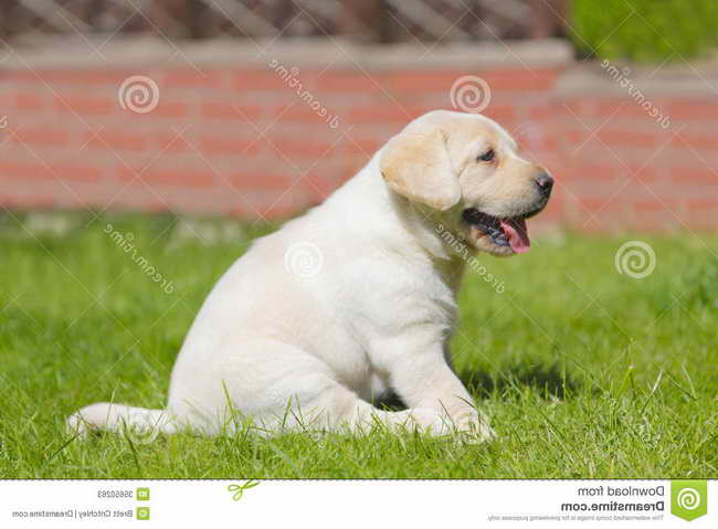Labrador Puppies Training Videos