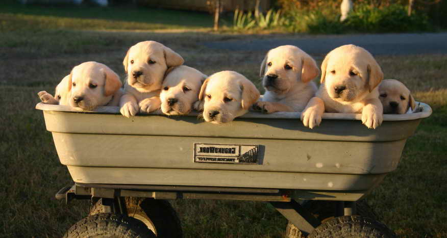 Labrador Puppies Va