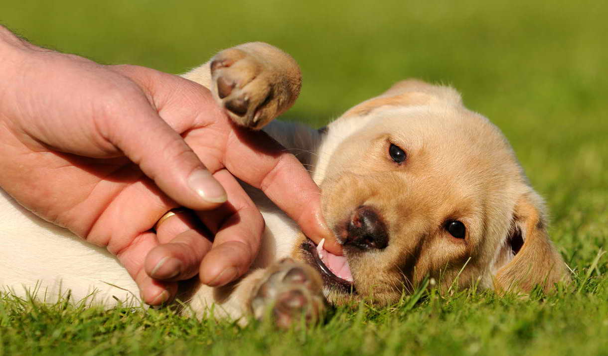Labrador Puppy Biting