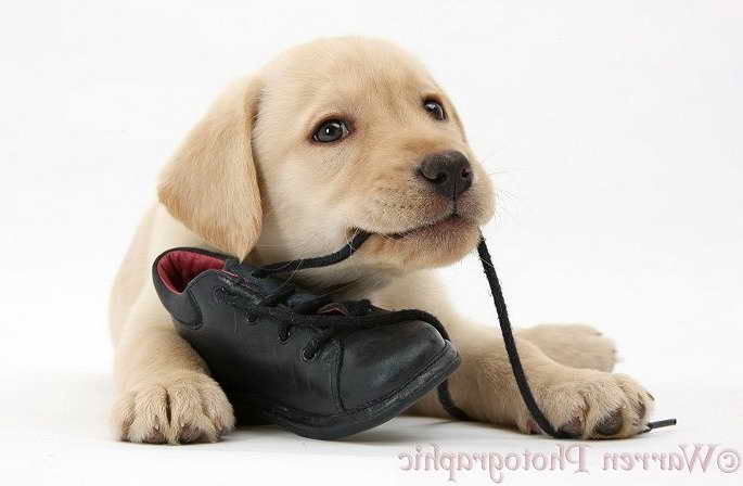 Labrador Puppy Chewing