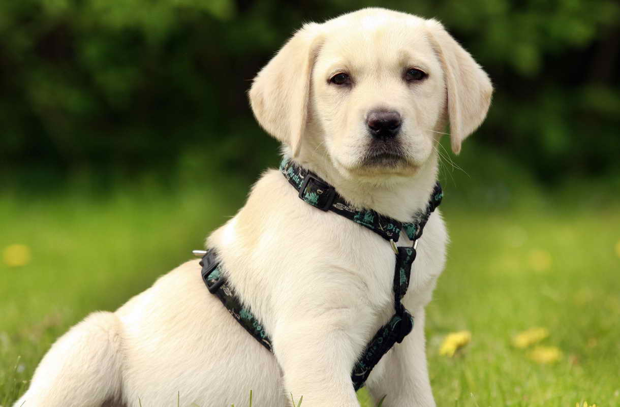 Labrador Puppy Collars