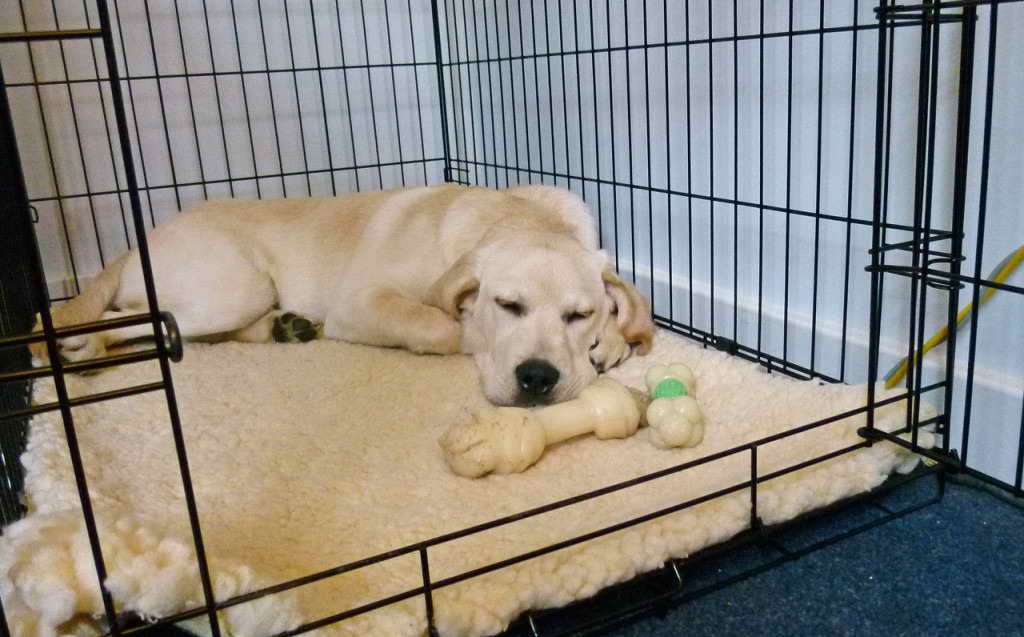Labrador Puppy Crate Training