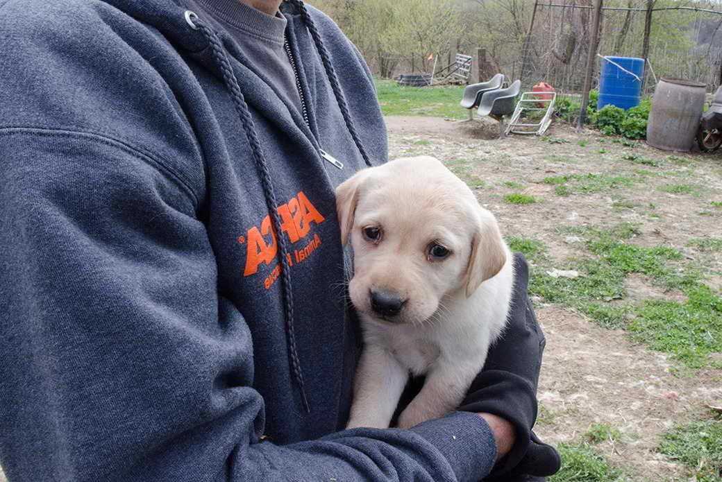 Labrador Puppy For Adoption