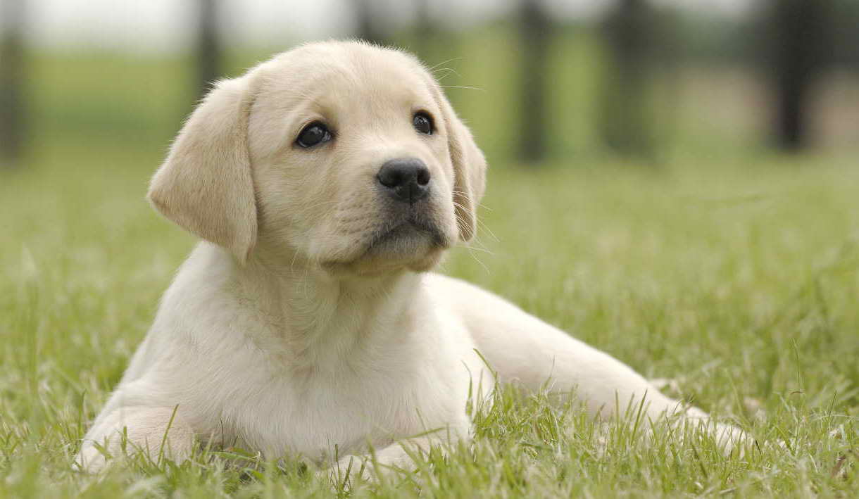 Labrador Puppy Training
