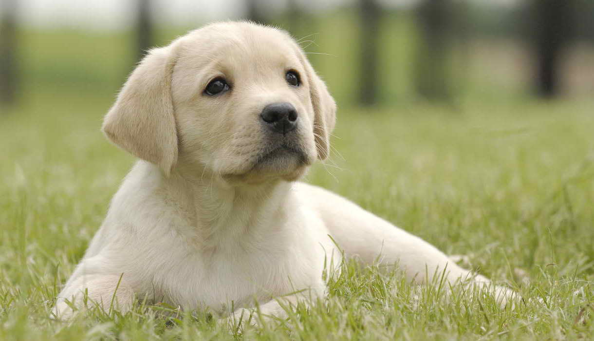 Labrador Puppy Yellow