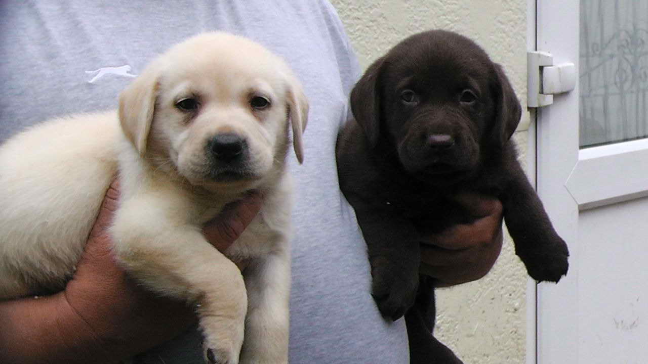 Labrador Pups For Sale