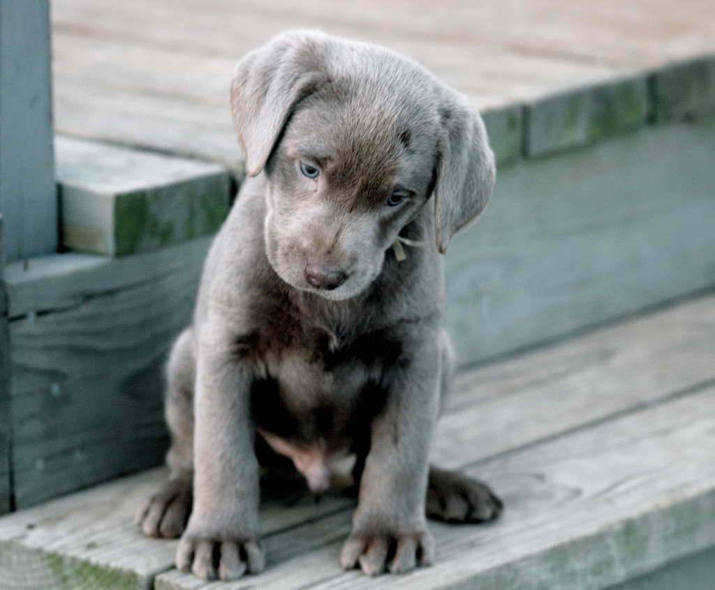 Labrador Rescue Az