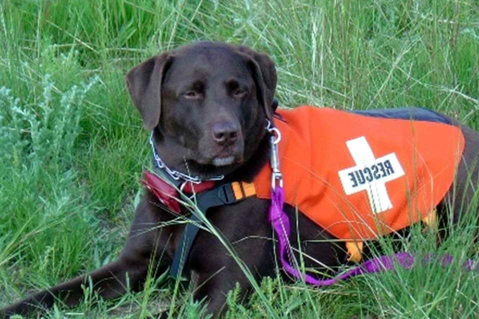 Labrador Rescue Dog