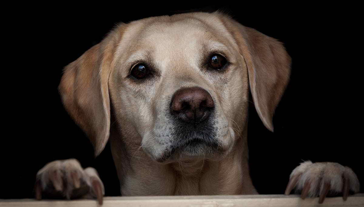 Labrador Rescue Dogs