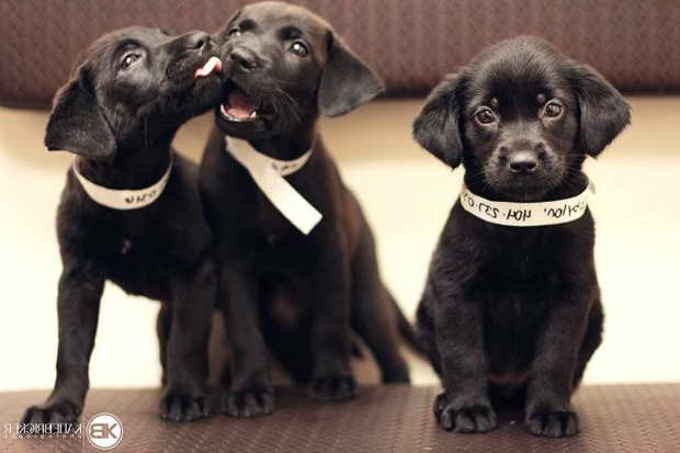 Labrador Rescue Groups