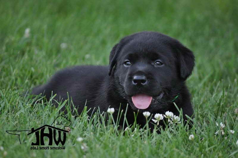 Labrador Rescue Minnesota