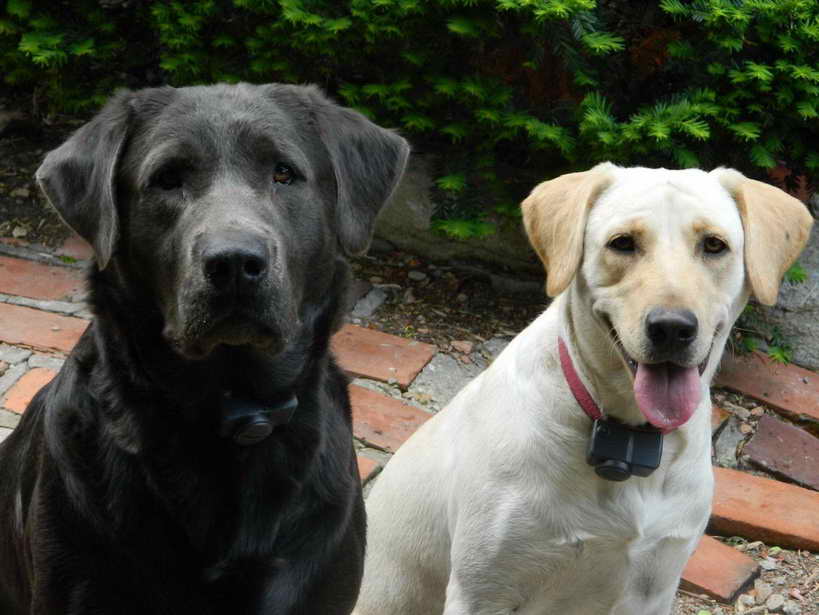 Labrador Rescue Missouri