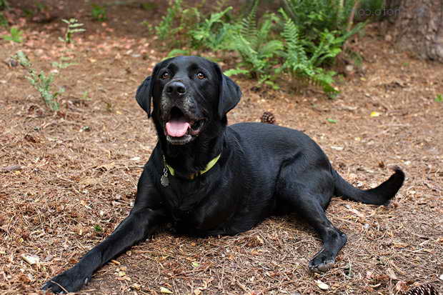 Labrador Rescue Northern California