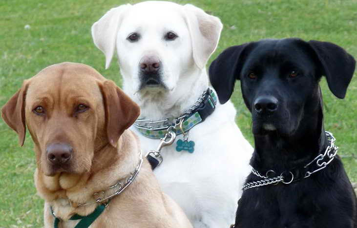 Labrador Rescuers