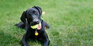 Labrador Retreiver Rescue