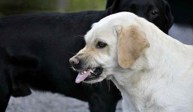 Labrador Retriever Attack