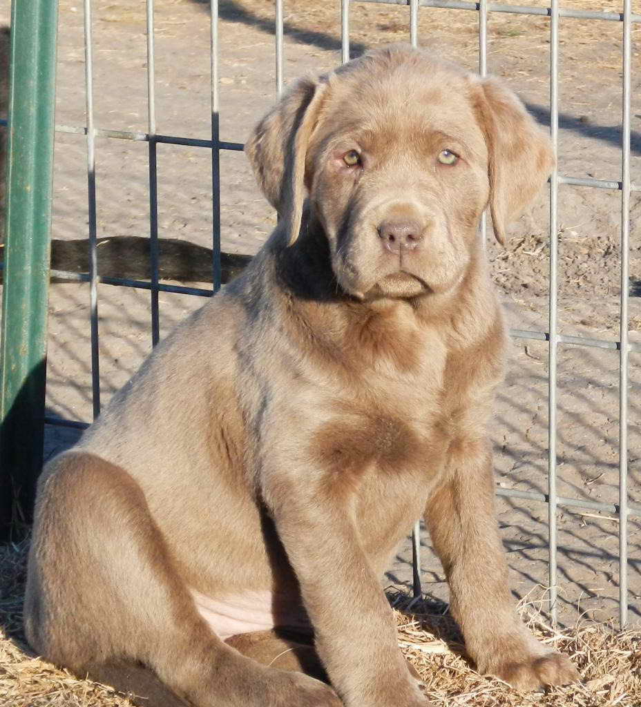 Labrador Retriever Breeder Texas