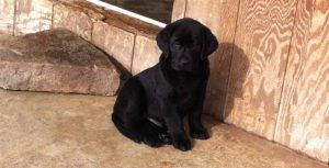 Labrador Retriever Breeders In Montana