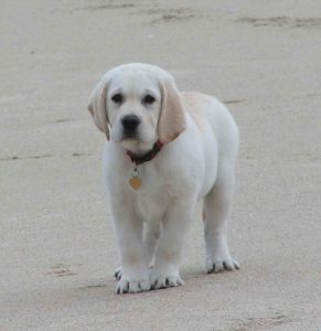 Labrador Retriever Breeders In Tennessee