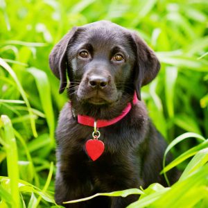 Labrador Retriever Breeders Ny