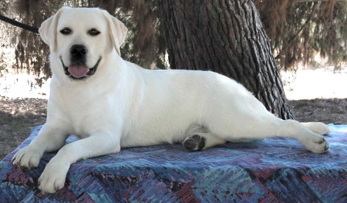 Labrador Retriever Breeders Portland Oregon