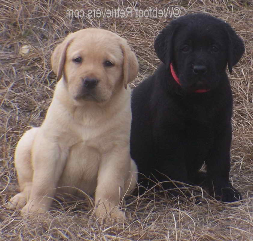 Labrador Retriever Breeders Sc