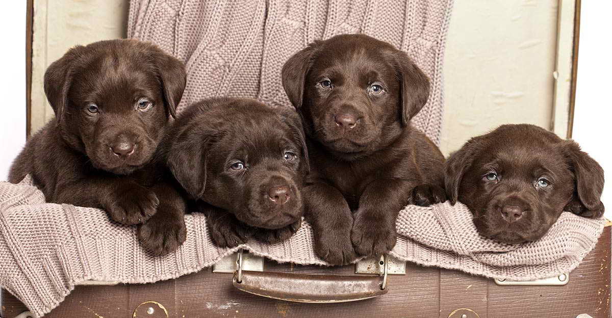 Labrador Retriever Brown Puppies
