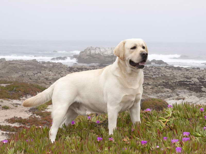 Labrador Retriever California