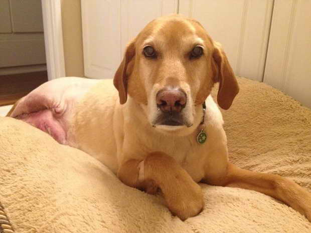 Labrador Retriever Cancer