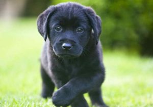 Labrador Retriever Dallas