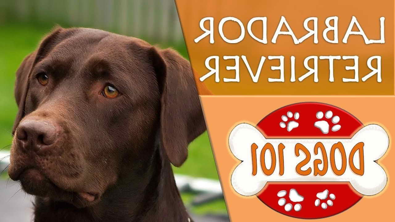 Labrador Retriever Dogs 101