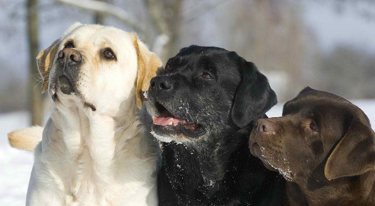 Labrador Retriever English