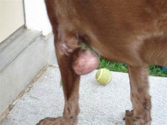 Labrador Retriever Fatty Tumor
