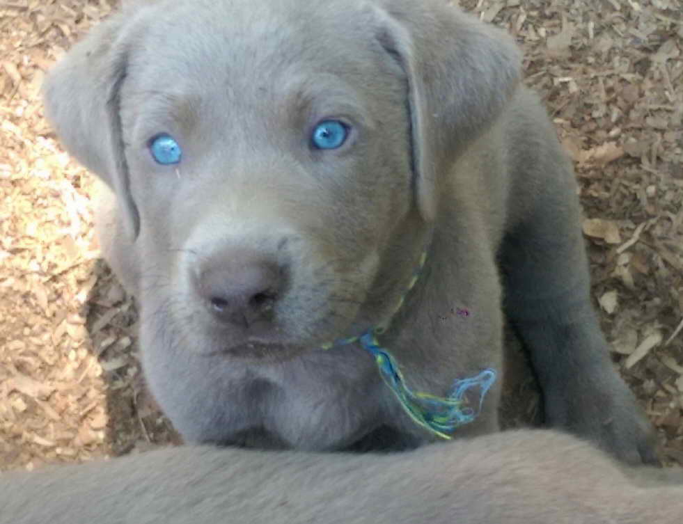 Labrador Retriever For Sale In Nj