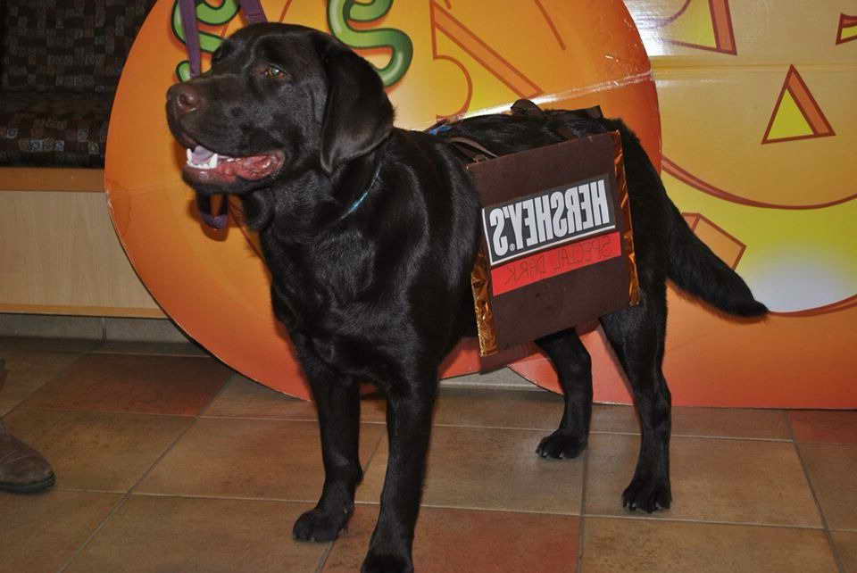 Labrador Retriever Halloween Costumes