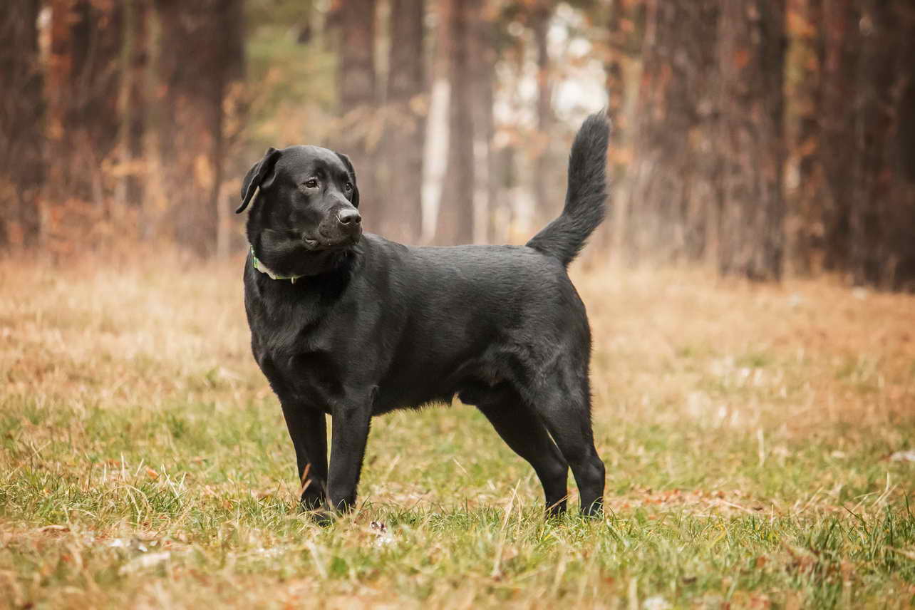 Labrador Retriever Health Concerns