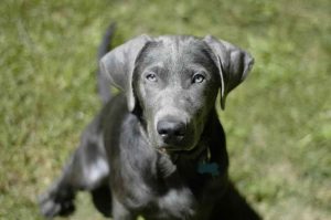 Labrador Retriever Health Issues