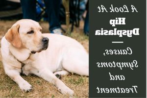 Labrador Retriever Hip Dysplasia