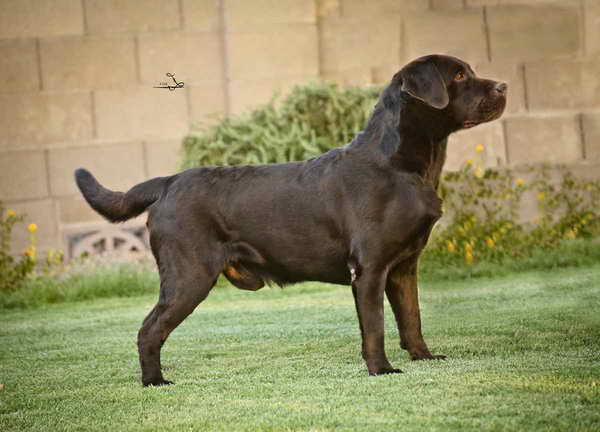 Labrador Retriever Hunting Dogs For Sale