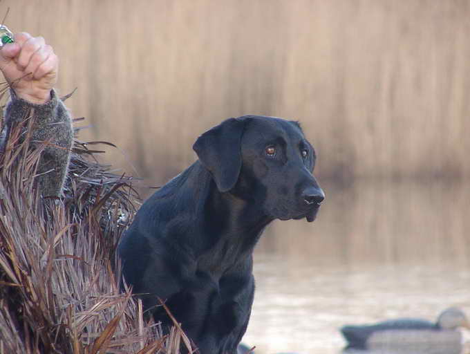 Labrador Retriever Hunting Training