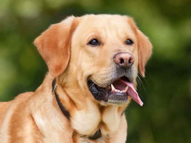 Labrador Retriever Lamps