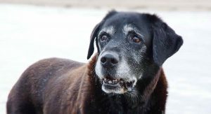 Labrador Retriever Life Span