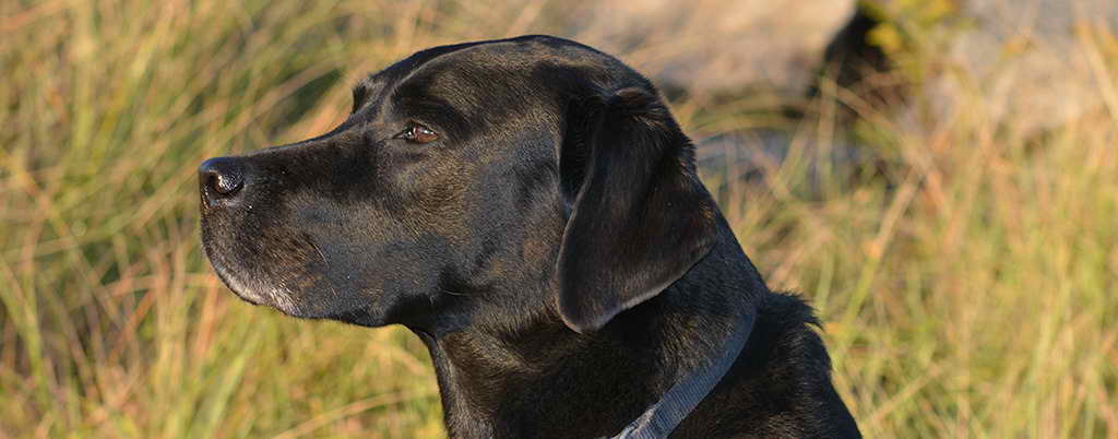 Labrador Retriever Ma