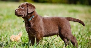 Labrador Retriever Miniature