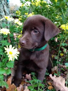 Labrador Retriever Missouri