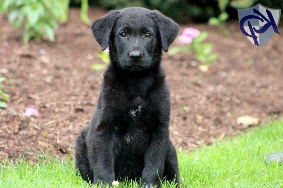 Labrador Retriever Mix Puppies For Sale