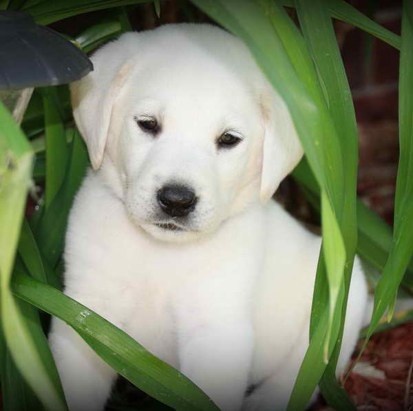 Labrador Retriever Oklahoma